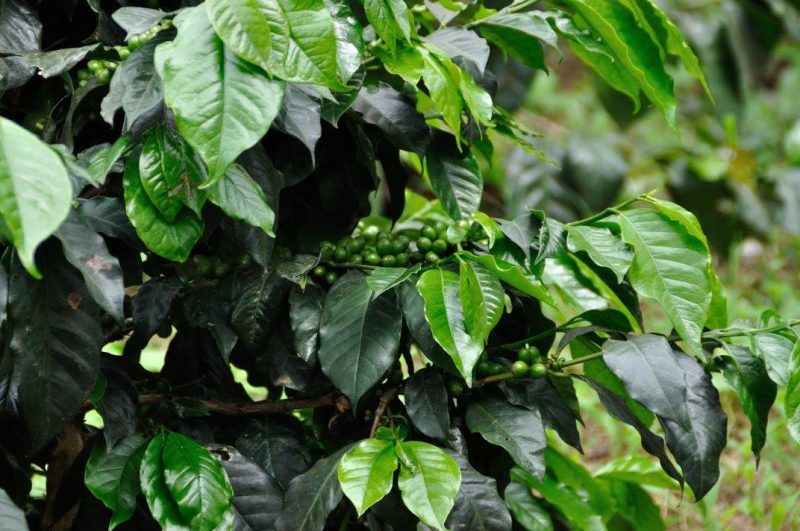 Kaffeepflanzen in Guayata